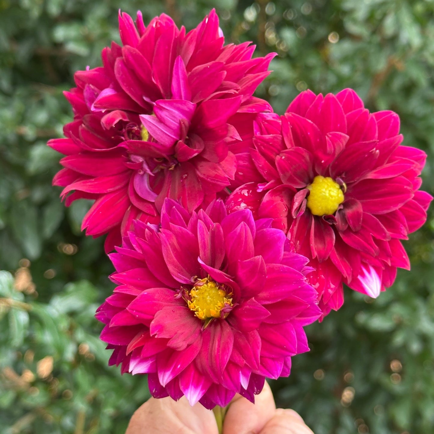 Dalaya Maxi Cancun Dahlia Tuber - Love Dahlias - south - africa - flower - bulbs