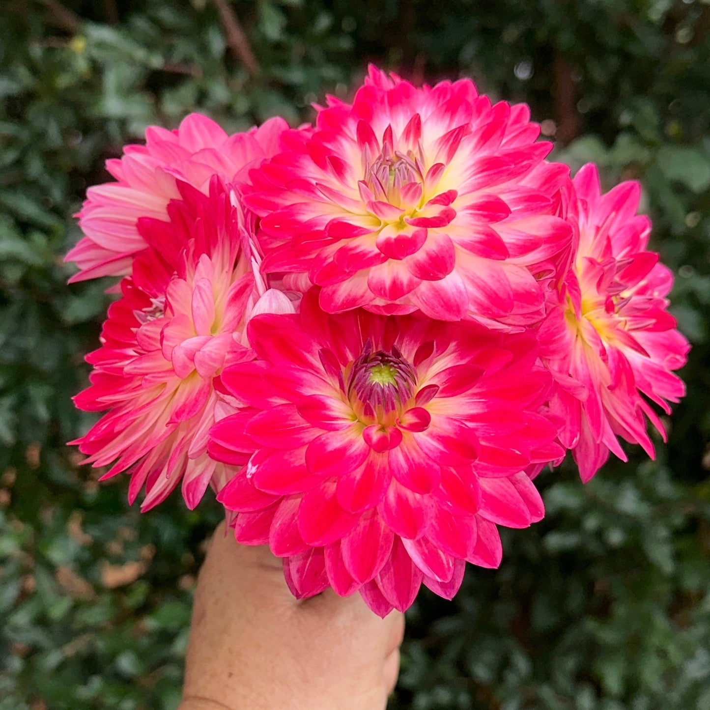 Dalaya Maxi Cherry Dahlia Tuber - Love Dahlias - south - africa - flower - bulbs