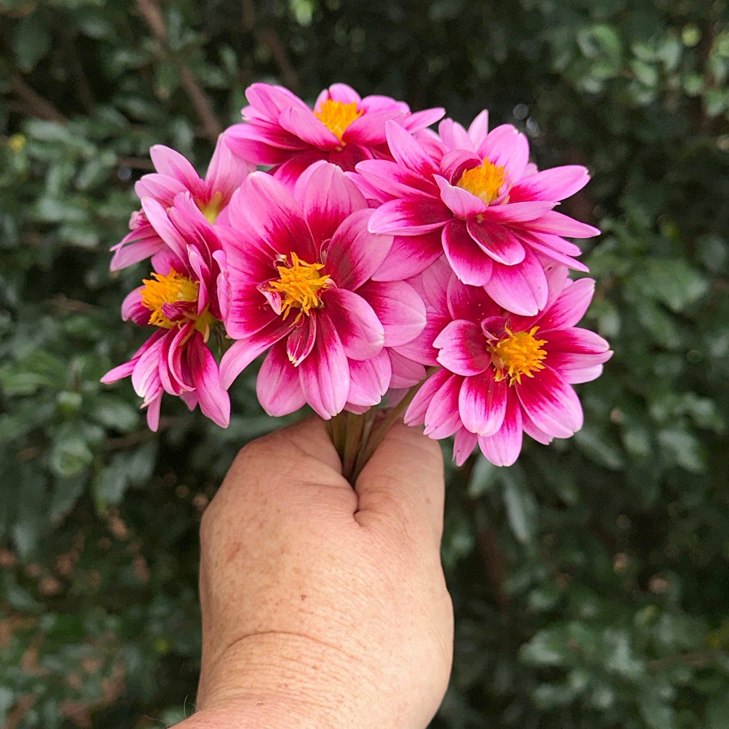 Dalaya Yogi Dahlia Tuber - Love Dahlias - south - africa - flower - bulbs