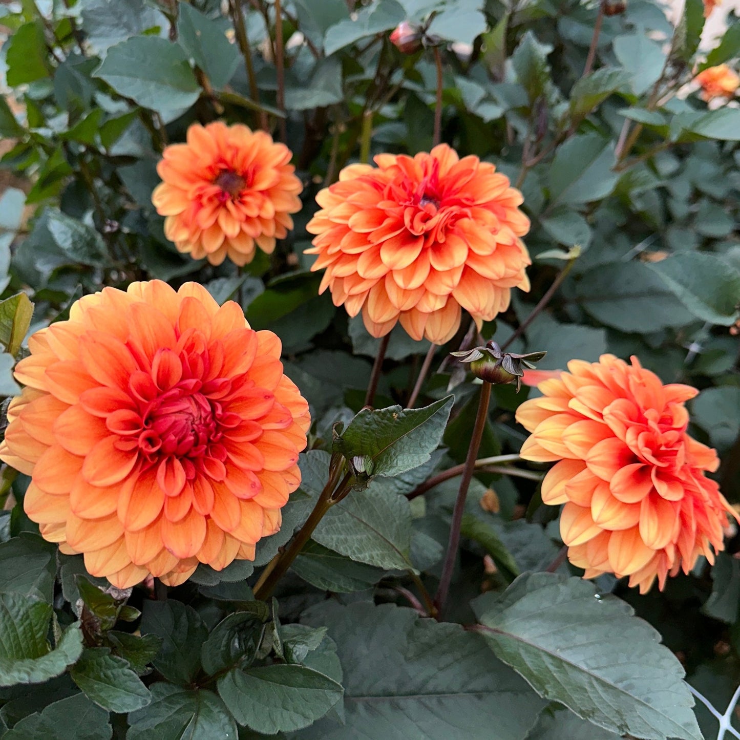 David Howard Dahlia Tuber - Love Dahlias - south - africa - flower - bulbs