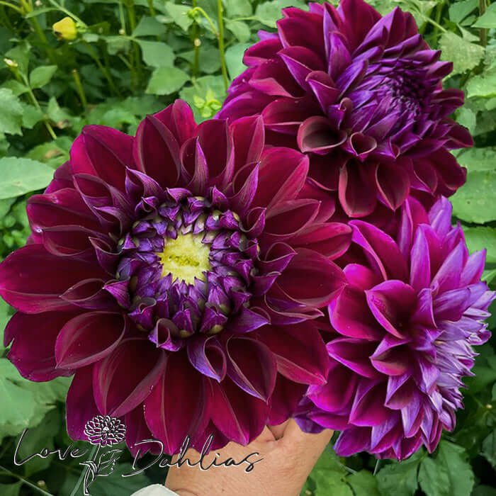 Diva Dahlia Tuber - Love Dahlias - south - africa - flower - bulbs