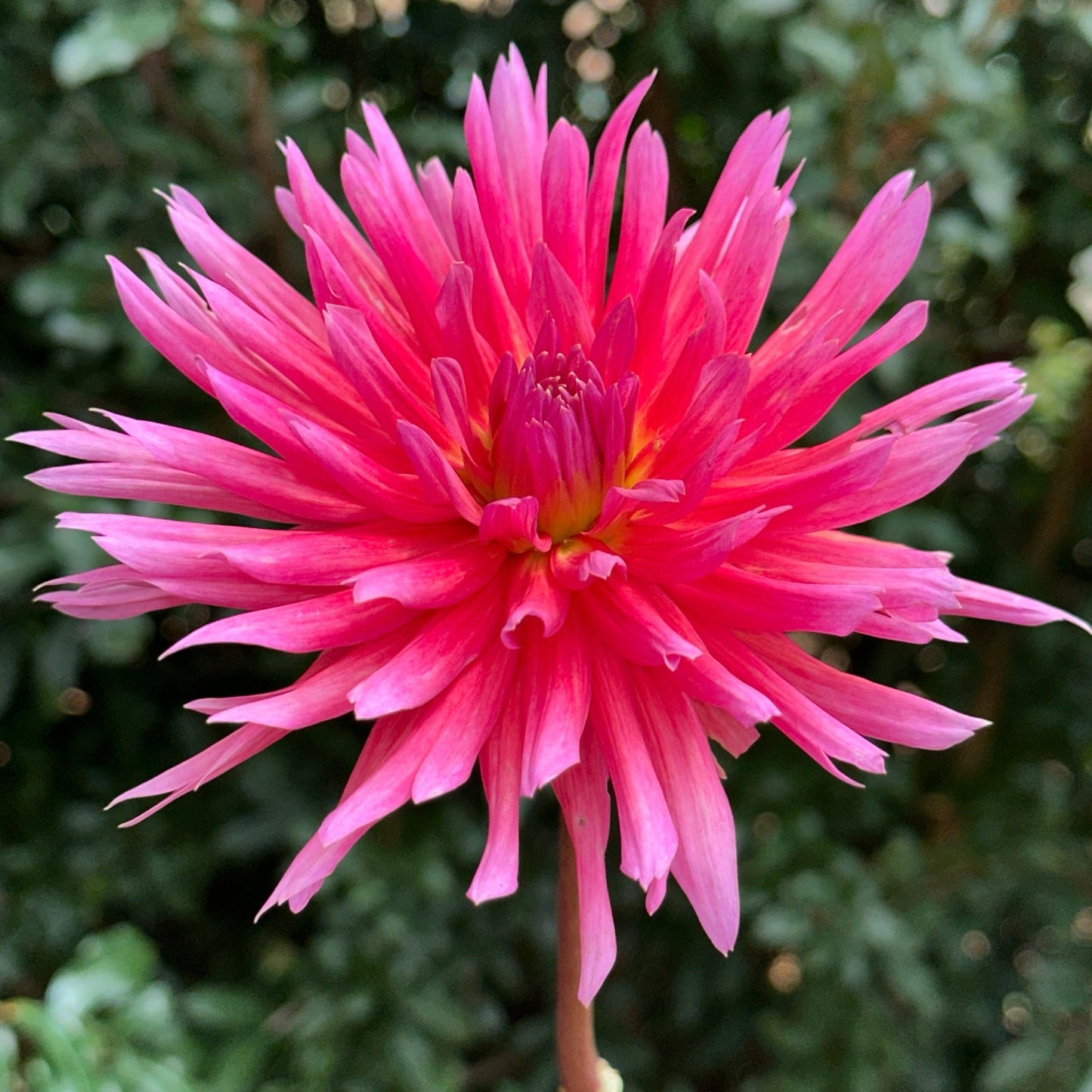 Douglas Camille Dahlia Tuber - Love Dahlias - south - africa - flower - bulbs