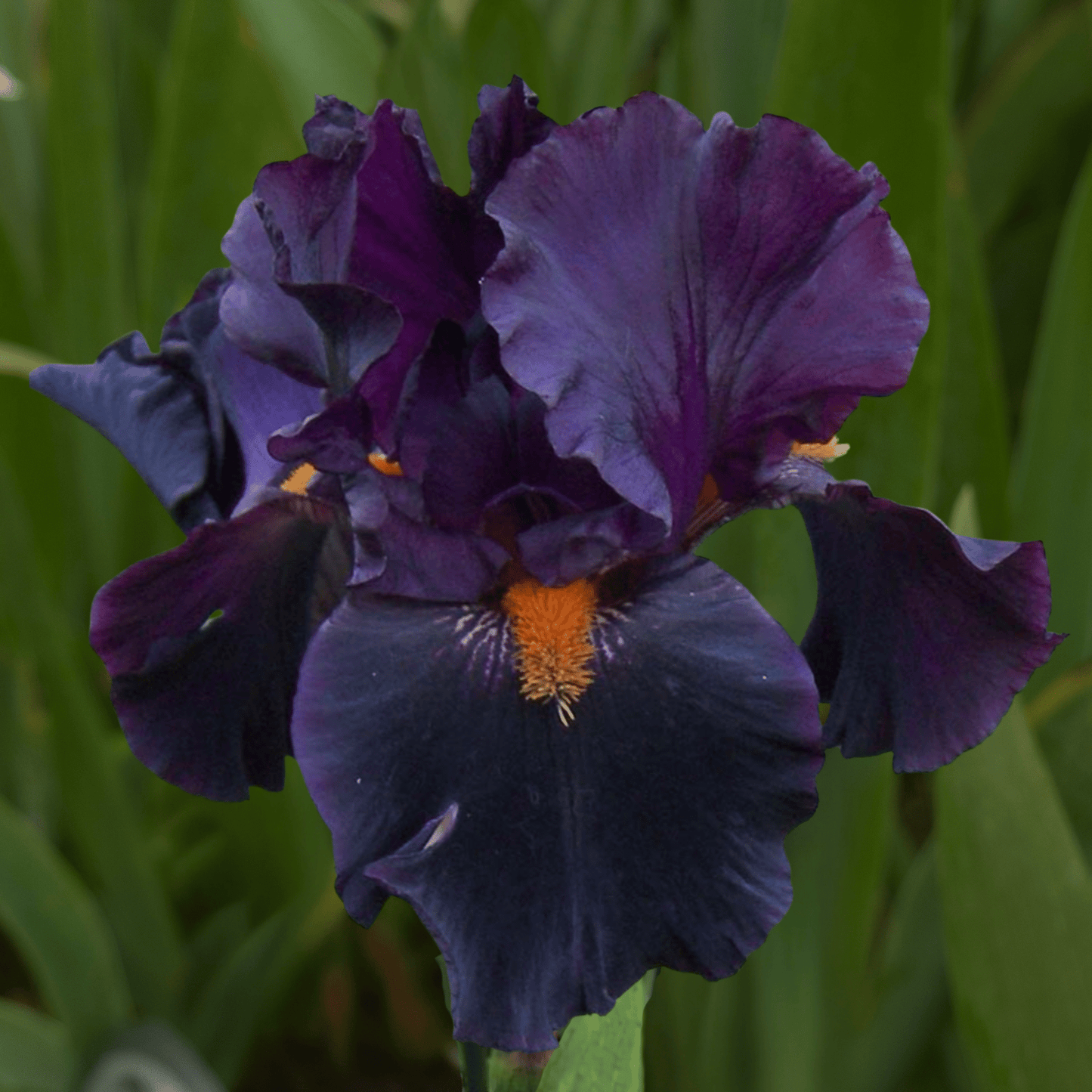 Dracula's Kiss Bearded Iris (Coming in 2028) - Love Dahlias-south-africa-flower-bulbs