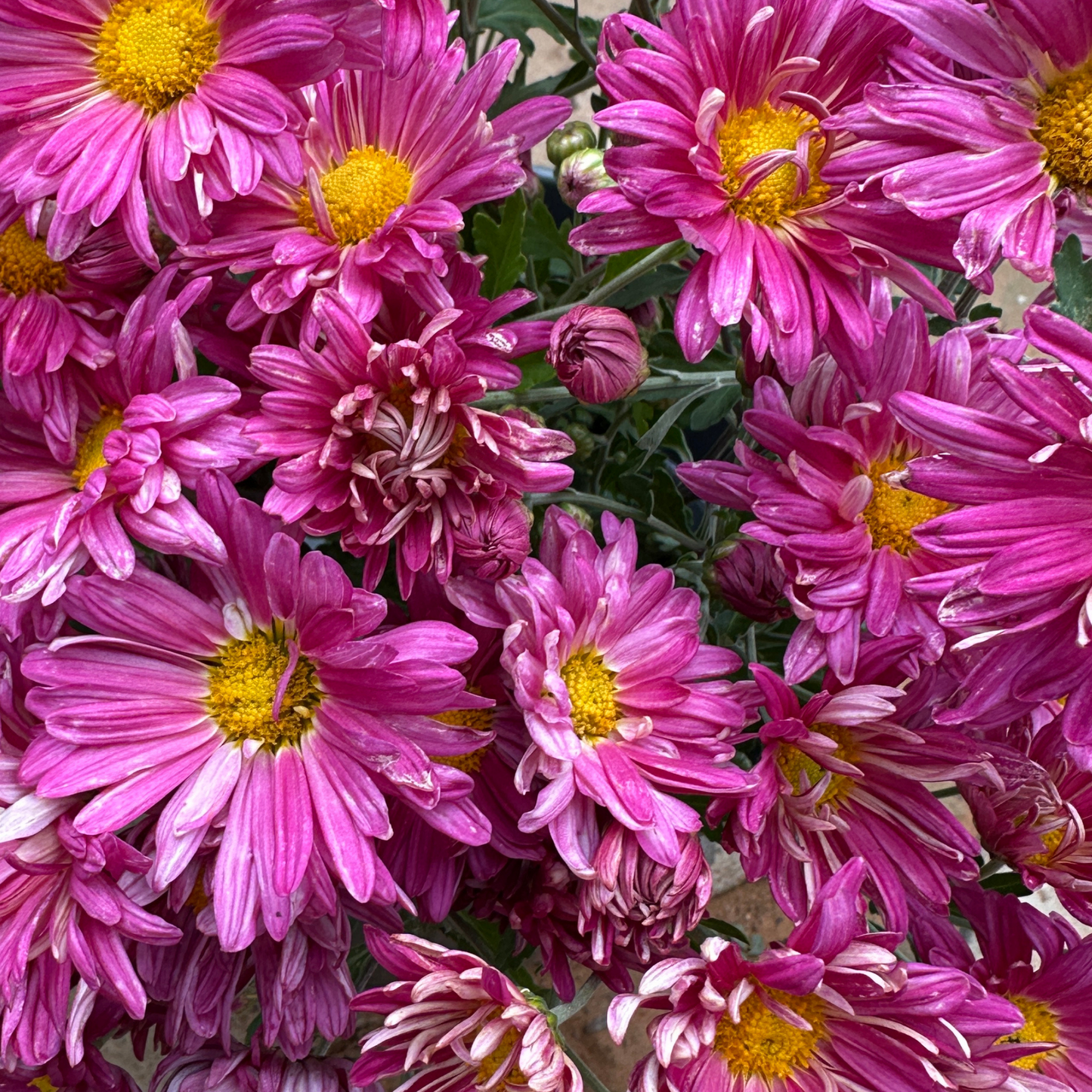 Early Purper Heirloom Heirloom Chrysanthemum | South Africa - Love Dahlias - south - africa - flower - bulbs