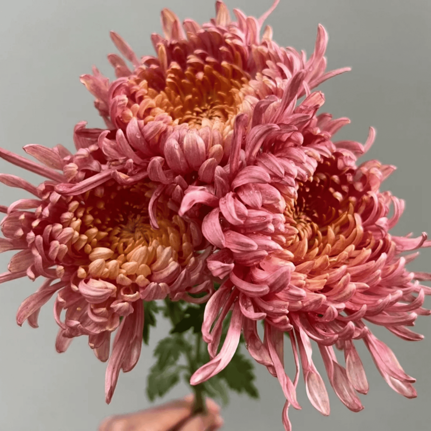 Evening Glow Heirloom Chrysanthemum (Available 2028) - Love Dahlias-south-africa-flower-bulbs