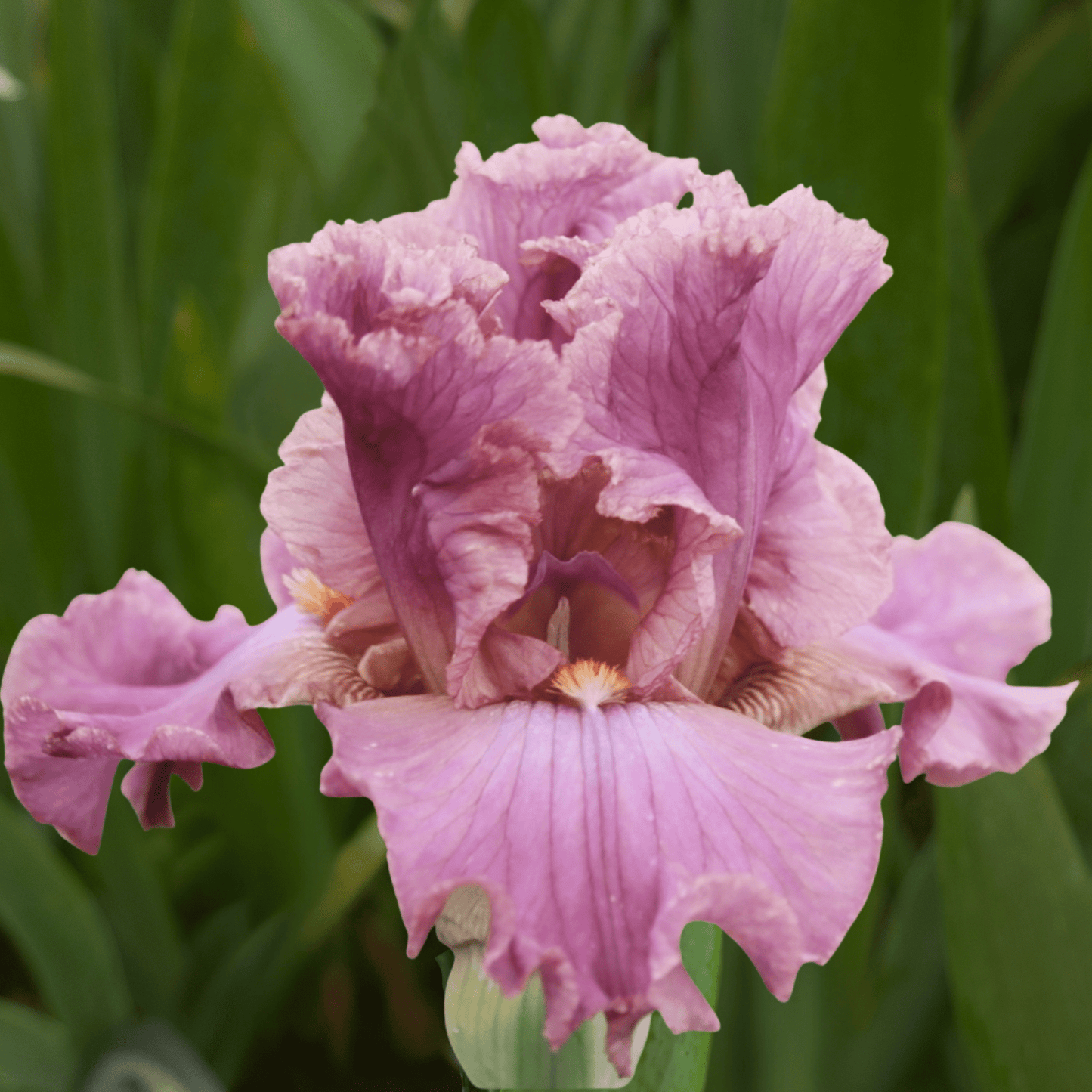 Eye for Style Bearded Iris (Coming in 2028) - Love Dahlias-south-africa-flower-bulbs