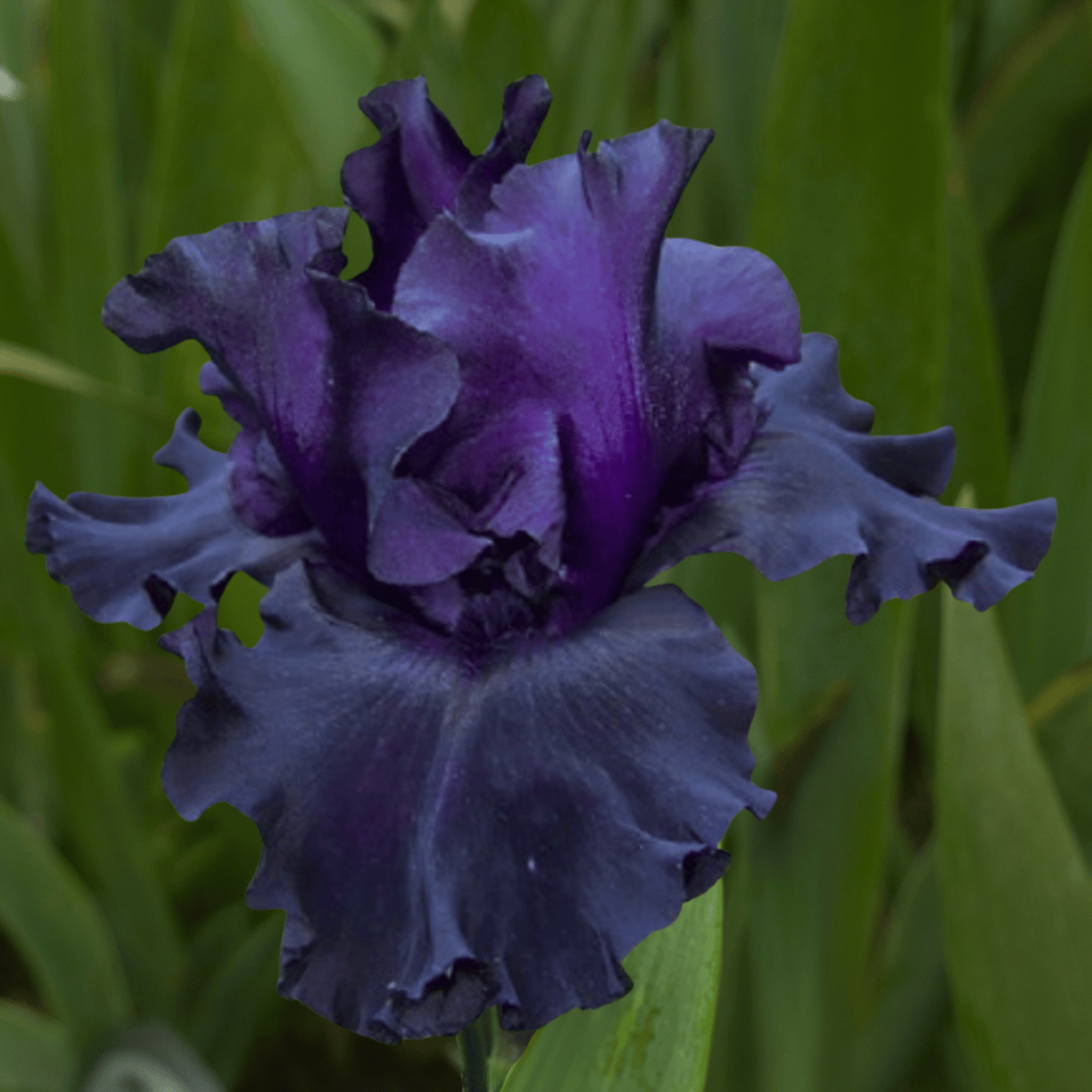 Fade to Black Bearded Iris (Coming in 2028) - Love Dahlias-south-africa-flower-bulbs