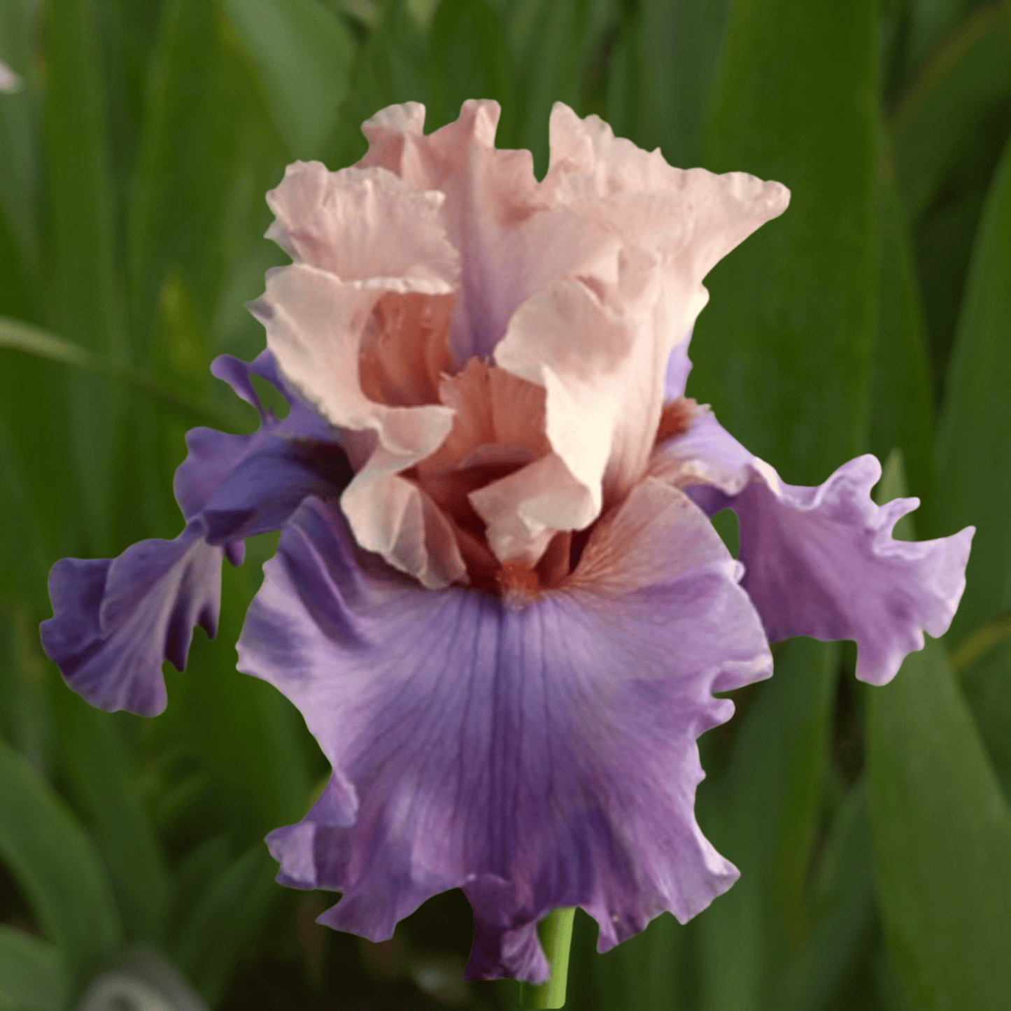 Fashionista Bearded Iris (Coming in 2028) - Love Dahlias-south-africa-flower-bulbs
