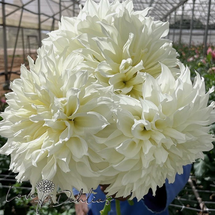 Fleurel Dahlia Tuber - Love Dahlias - south - africa - flower - bulbs