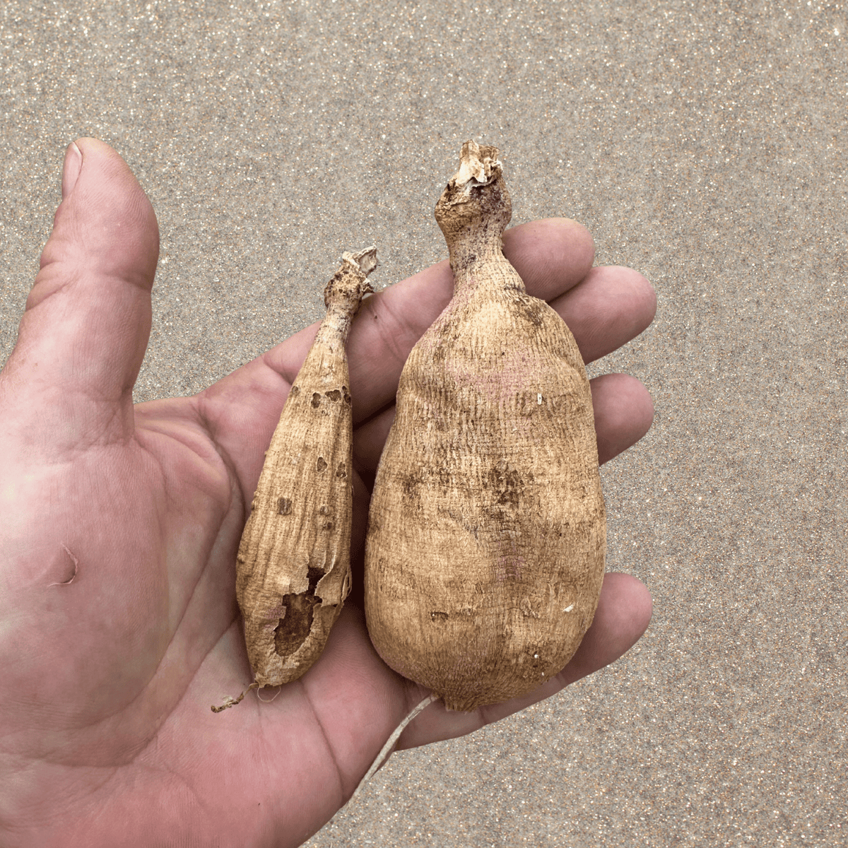 Polventon Kristobel Dahlia Tuber | South Africa