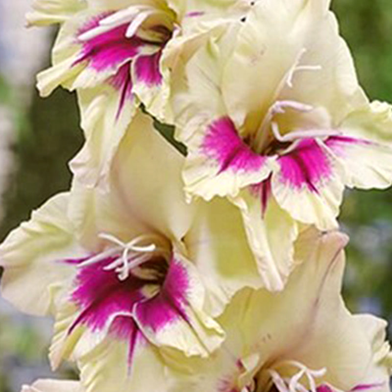 Gladiolus (Pack of 12) Sword Lily