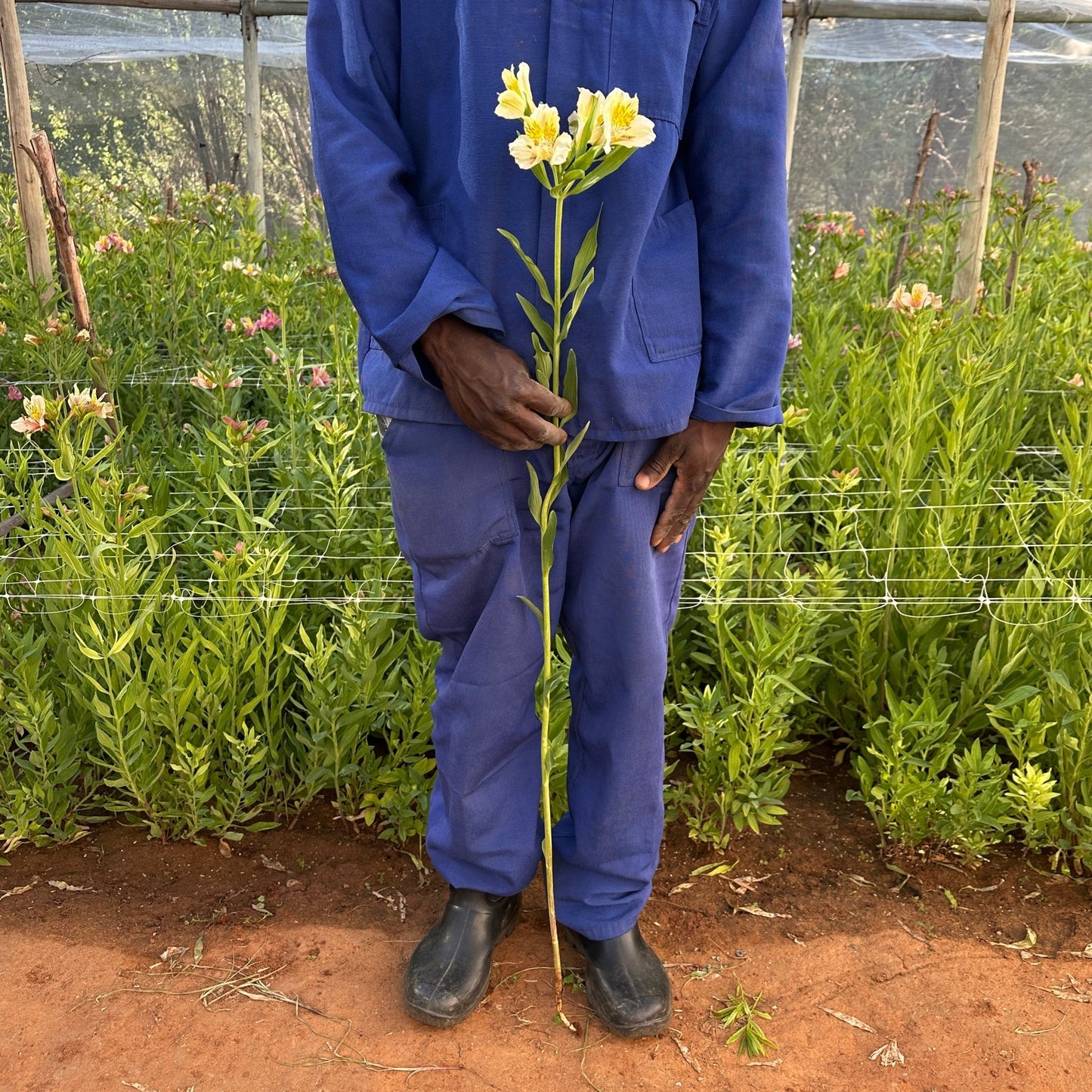 Golden Spot Alstroemeria Plant (Inca Lily) - Love Dahlias - south - africa - flower - bulbs