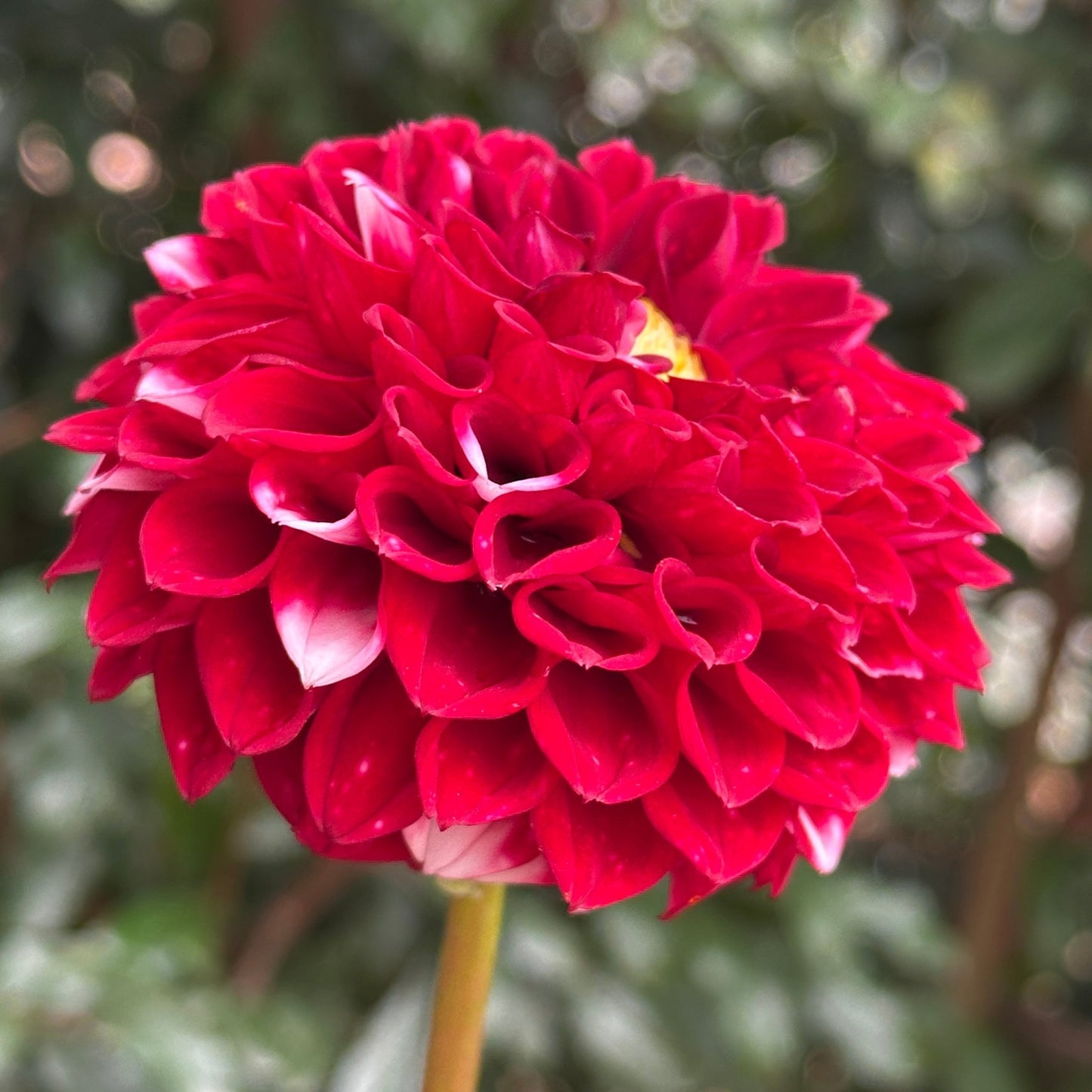 Hapet Picotee Dahlia Tuber - Love Dahlias - south - africa - flower - bulbs