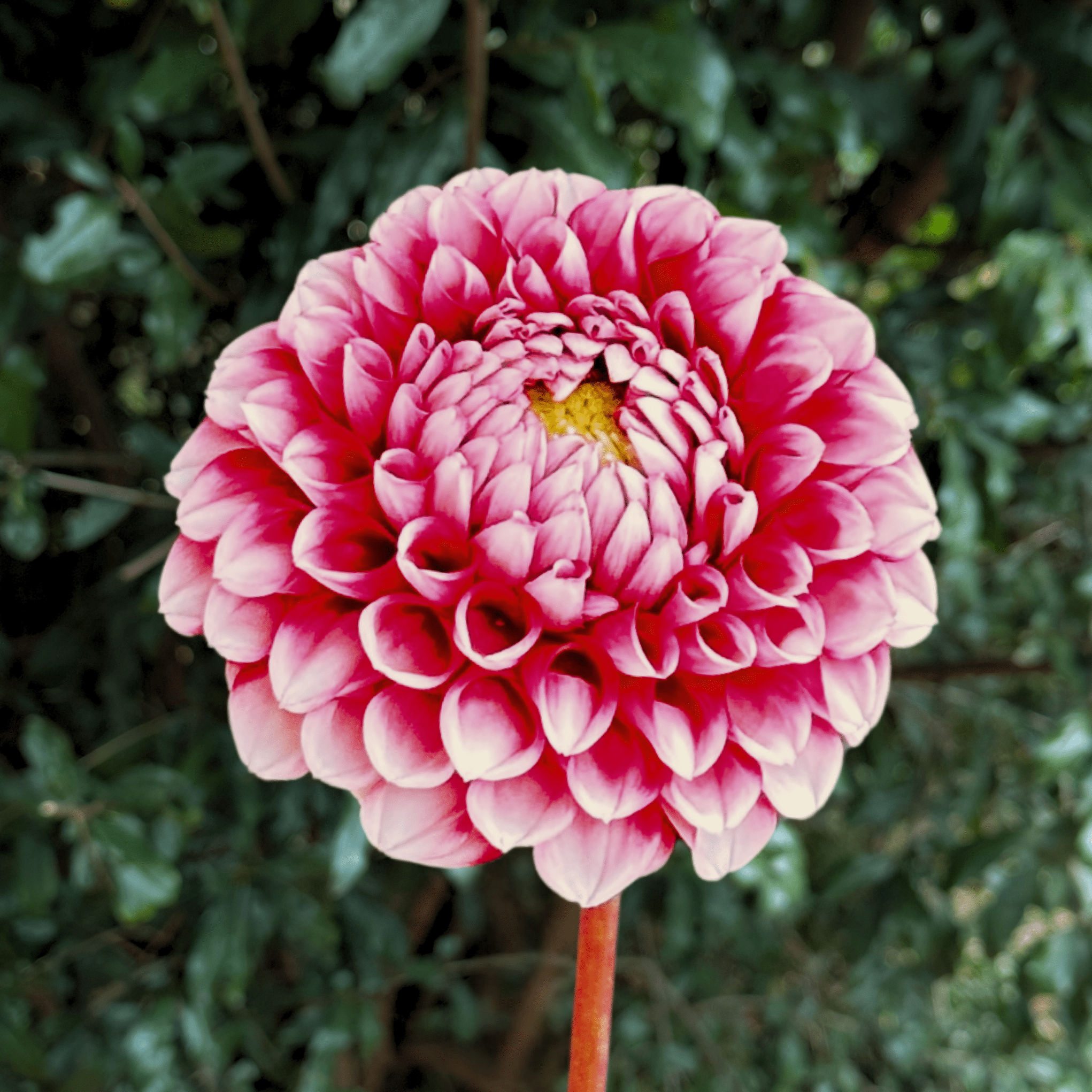 h*n様 apolina Magrit Suntop - Dahlia 5-7y apolina Magrit Suntop