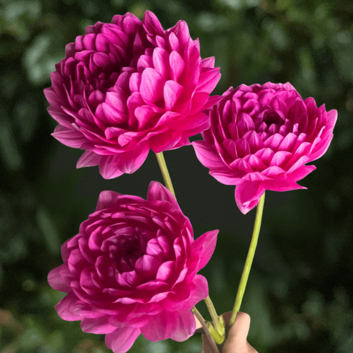Hollyhill Sweet 16 Dahlia Tuber | South Africa - Love Dahlias-south-africa-flower-bulbs