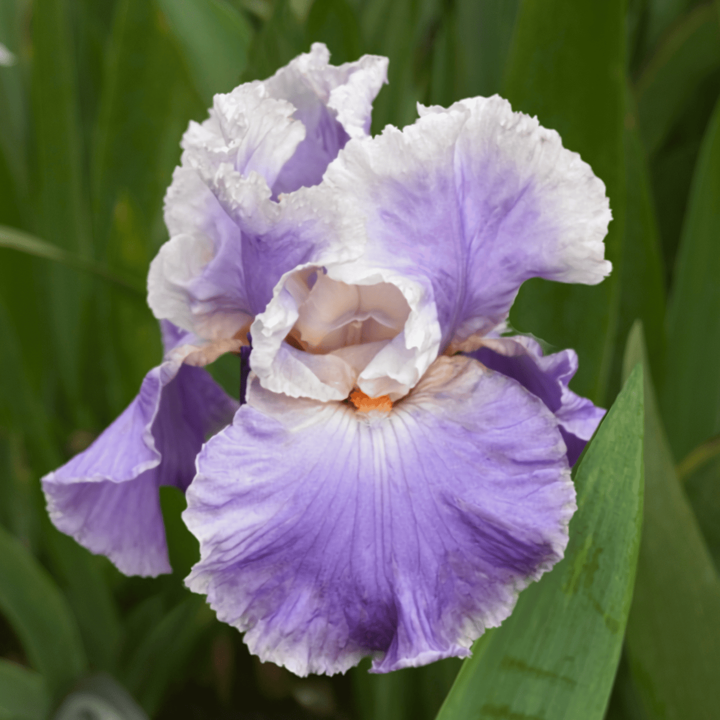 Hotel Roma Bearded Iris (Coming in 2028) - Love Dahlias-south-africa-flower-bulbs