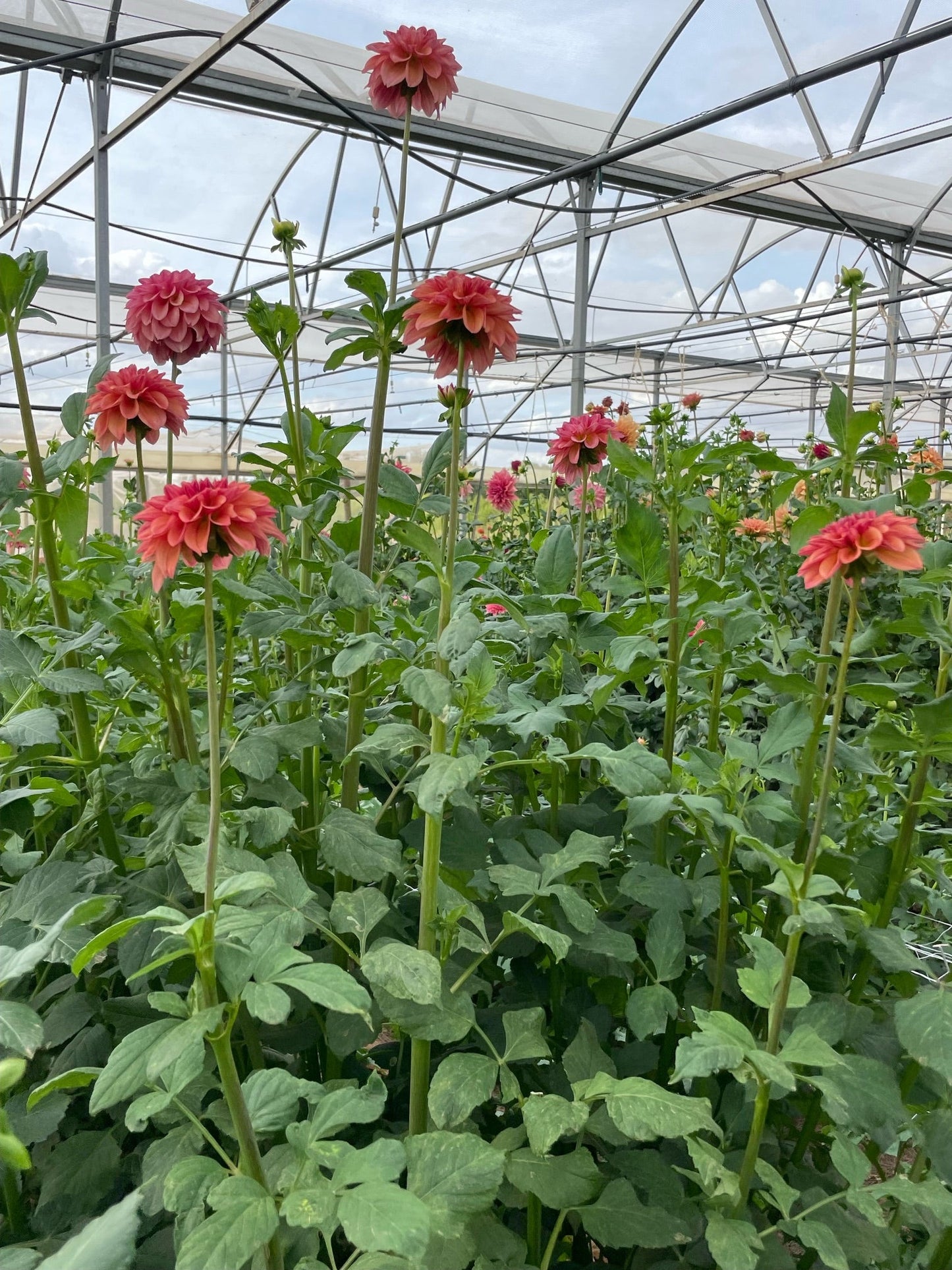 Iced Tea Dahlia Tuber - Love Dahlias - south - africa - flower - bulbs