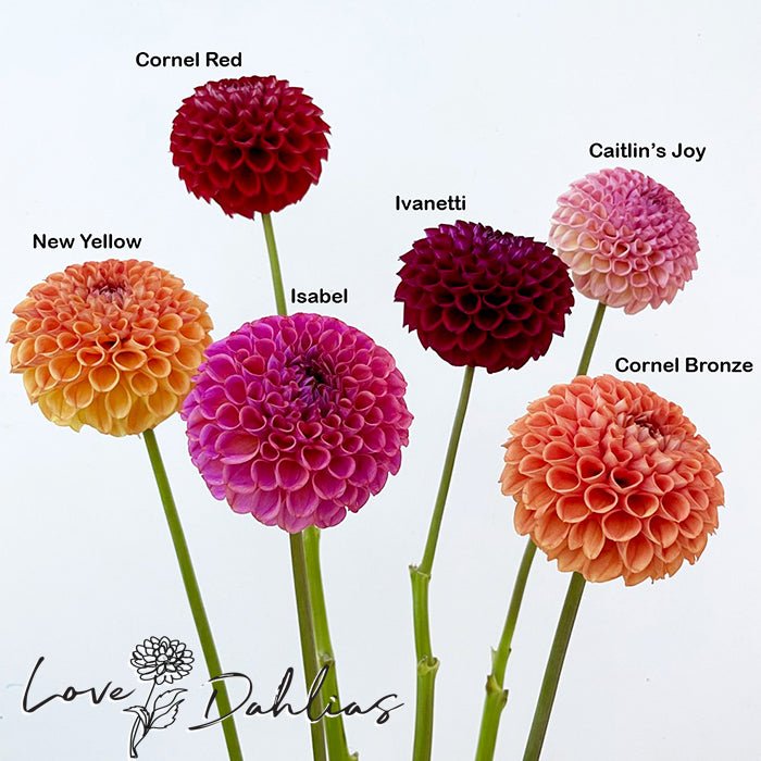 Ivanetti Dahlia Tuber - Love Dahlias - south - africa - flower - bulbs