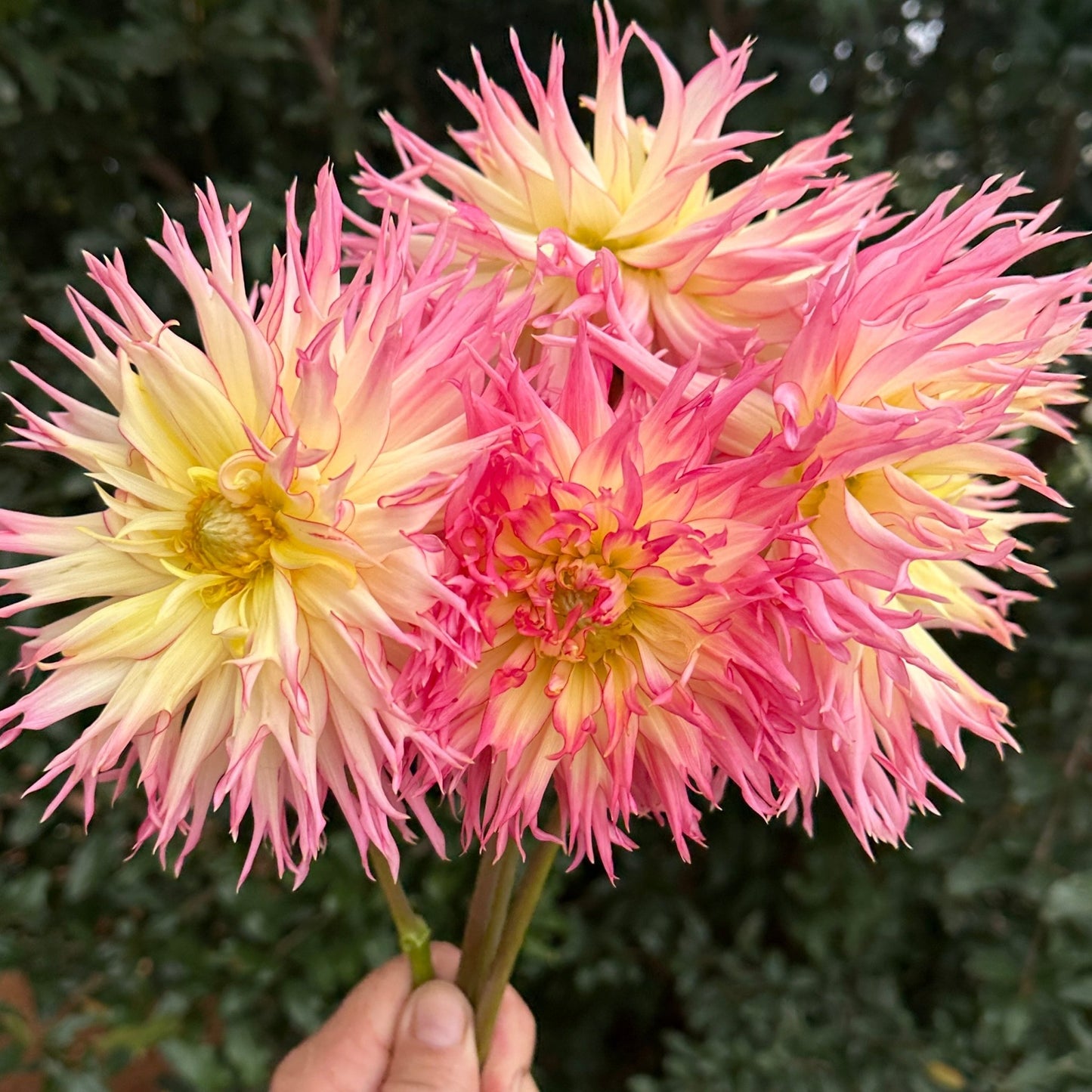 Jennie Dahlia (Limit 1 p.p) - Love Dahlias - south - africa - flower - bulbs