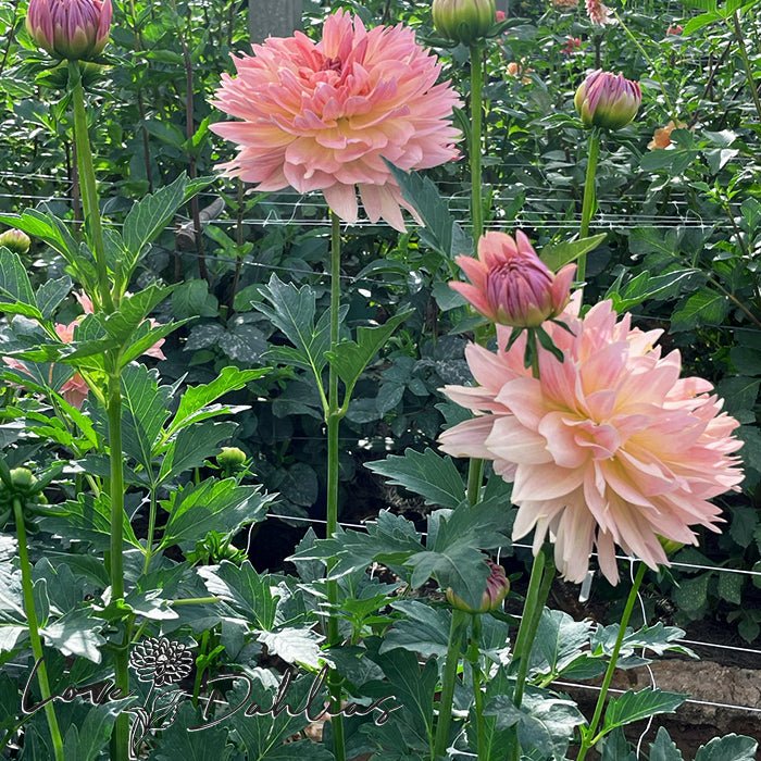 Joel's Favorite Dahlia Tuber - Love Dahlias - south - africa - flower - bulbs