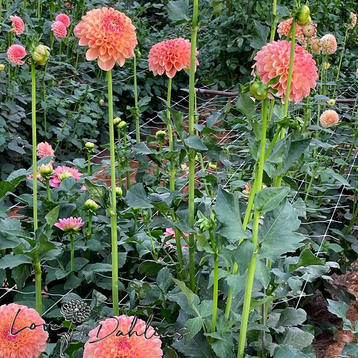 Jowey Paula Dahlia Tuber - Love Dahlias - south - africa - flower - bulbs