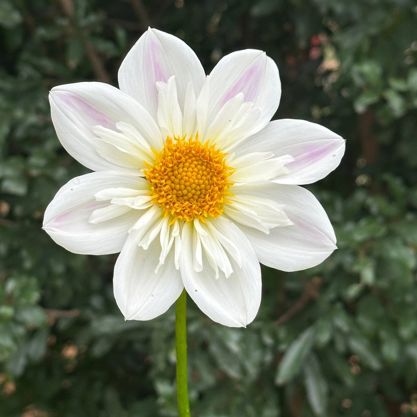 Karen G Dahlia (Limit 1 p.p) - Love Dahlias - south - africa - flower - bulbs