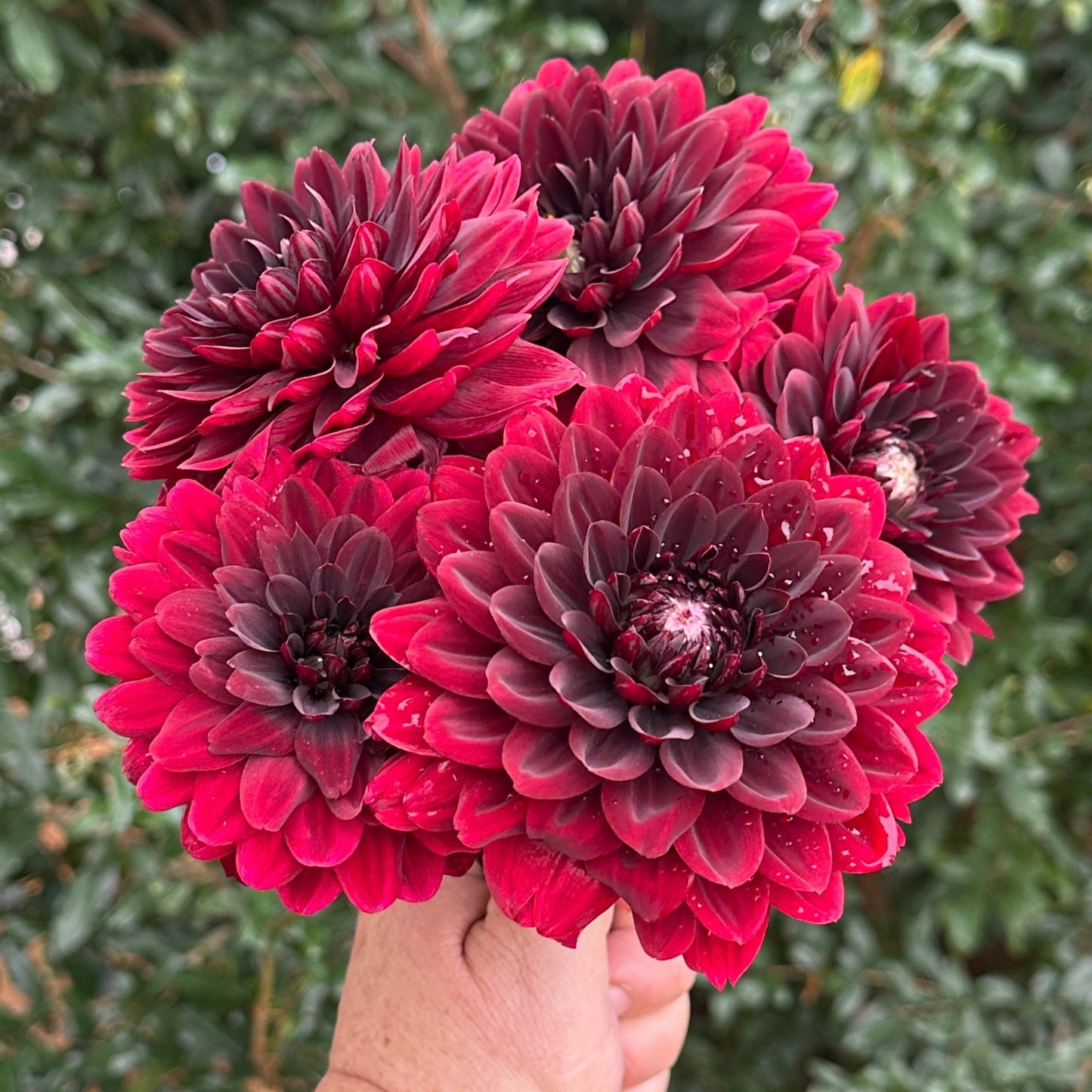 Karma Choc Dahlia Tuber - Love Dahlias - south - africa - flower - bulbs
