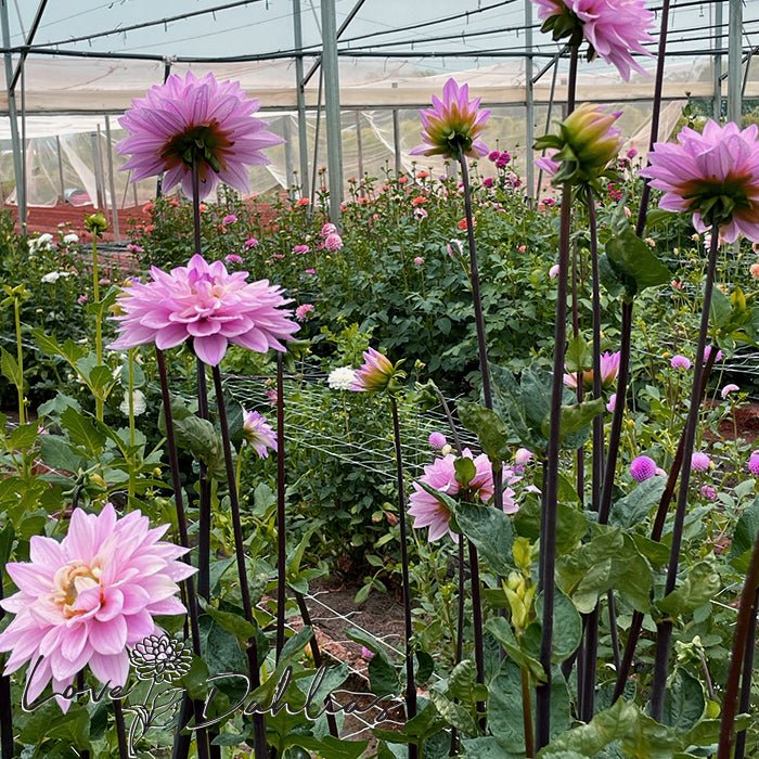 Karma Prospero Dahlia Tuber - Love Dahlias - south - africa - flower - bulbs