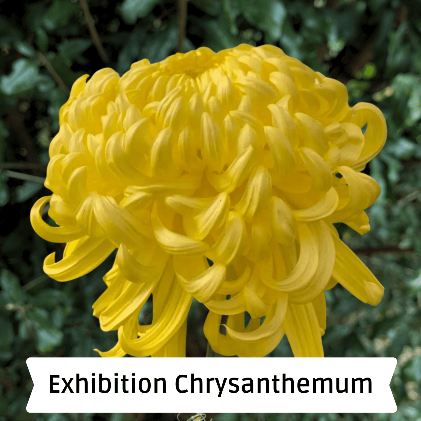 Kings Pleasure Heirloom Chrysanthemum | South Africa - Love Dahlias - south - africa - flower - bulbs