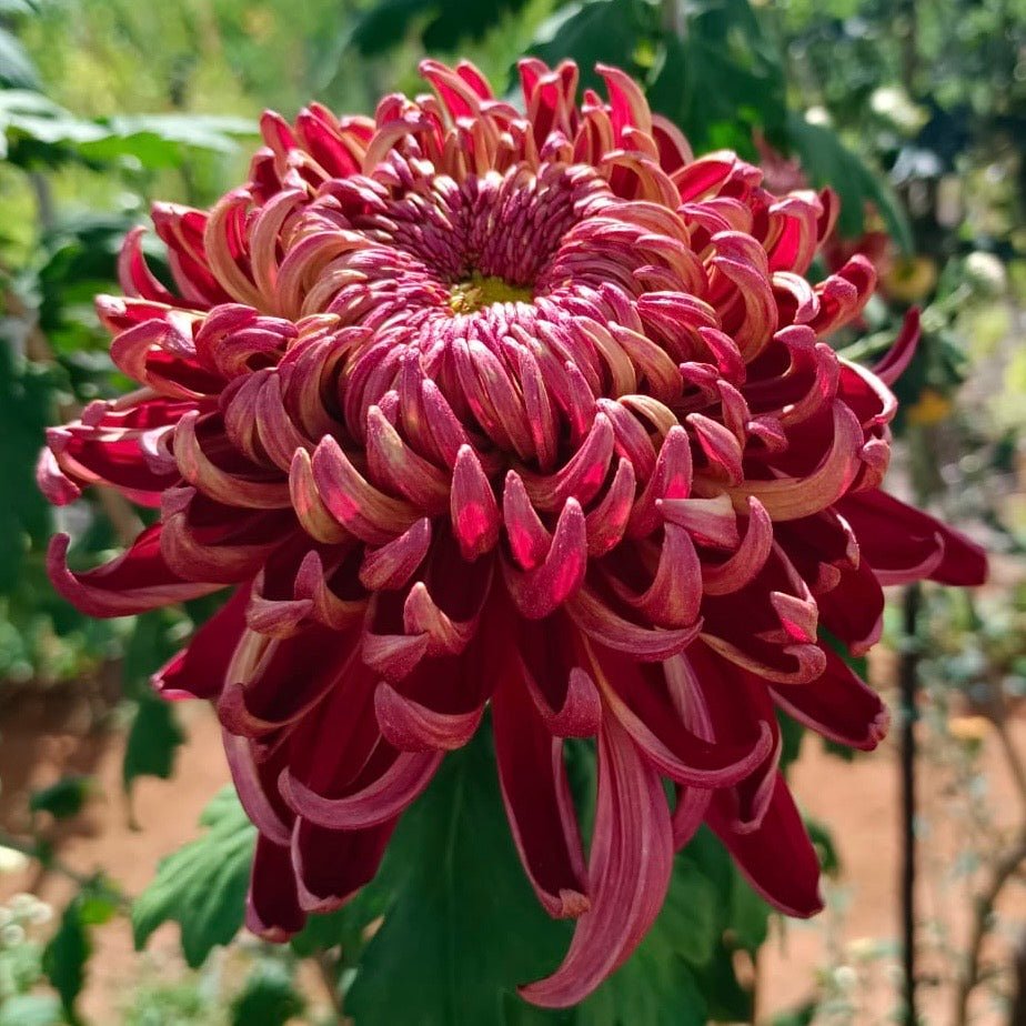 Kokka Syozen Heirloom Mum 4 pack - Love Dahlias - south - africa - flower - bulbs