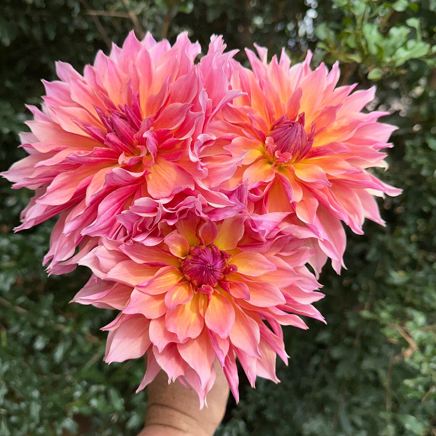 Labyrinth Dahlia Tuber - Love Dahlias - south - africa - flower - bulbs