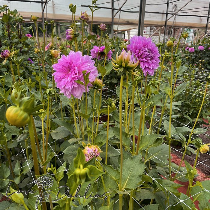 Lavender Perfection Dahlia Tuber - Love Dahlias - south - africa - flower - bulbs