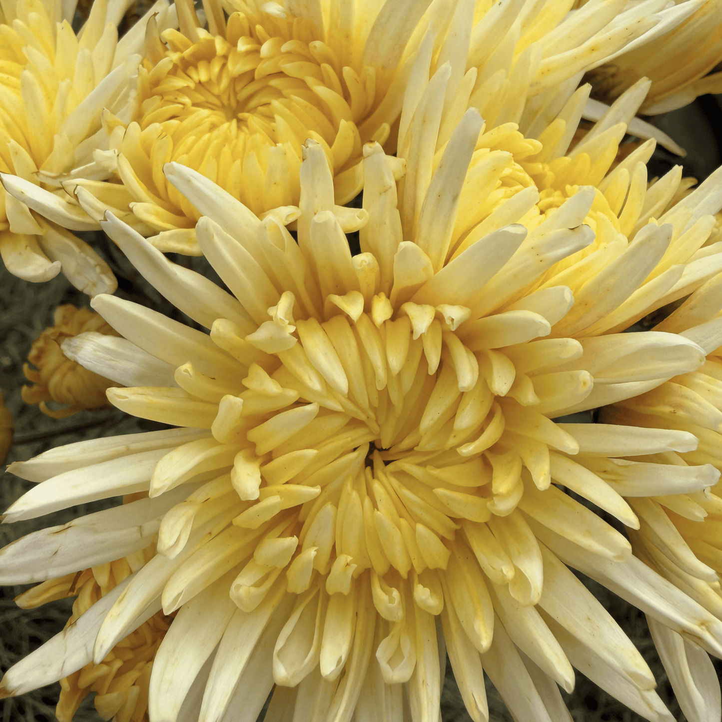 Lemon Cream Heirloom Chrysanthemum | South Africa - Love Dahlias - south - africa - flower - bulbs