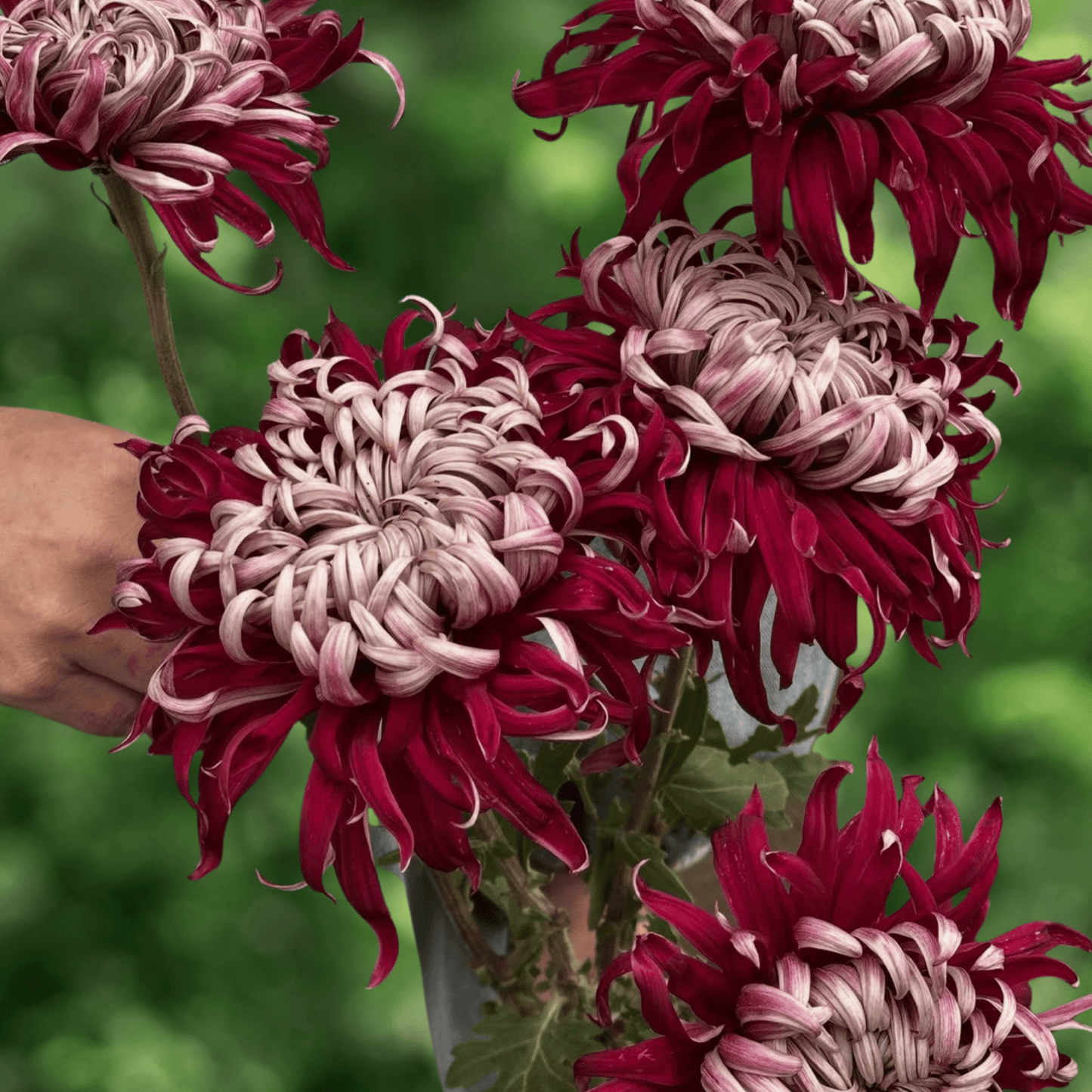 Lili Gallon Heirloom Chrysanthemum (Available 2028) - Love Dahlias-south-africa-flower-bulbs