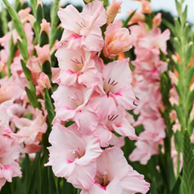 Gladiolus (Pack of 12) Sword Lily