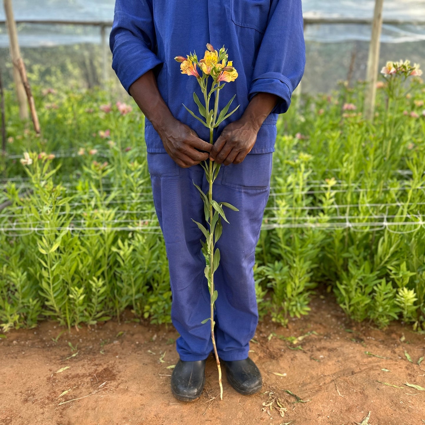 Mango Alstroemeria Plant (Inca Lily) - Love Dahlias - south - africa - flower - bulbs