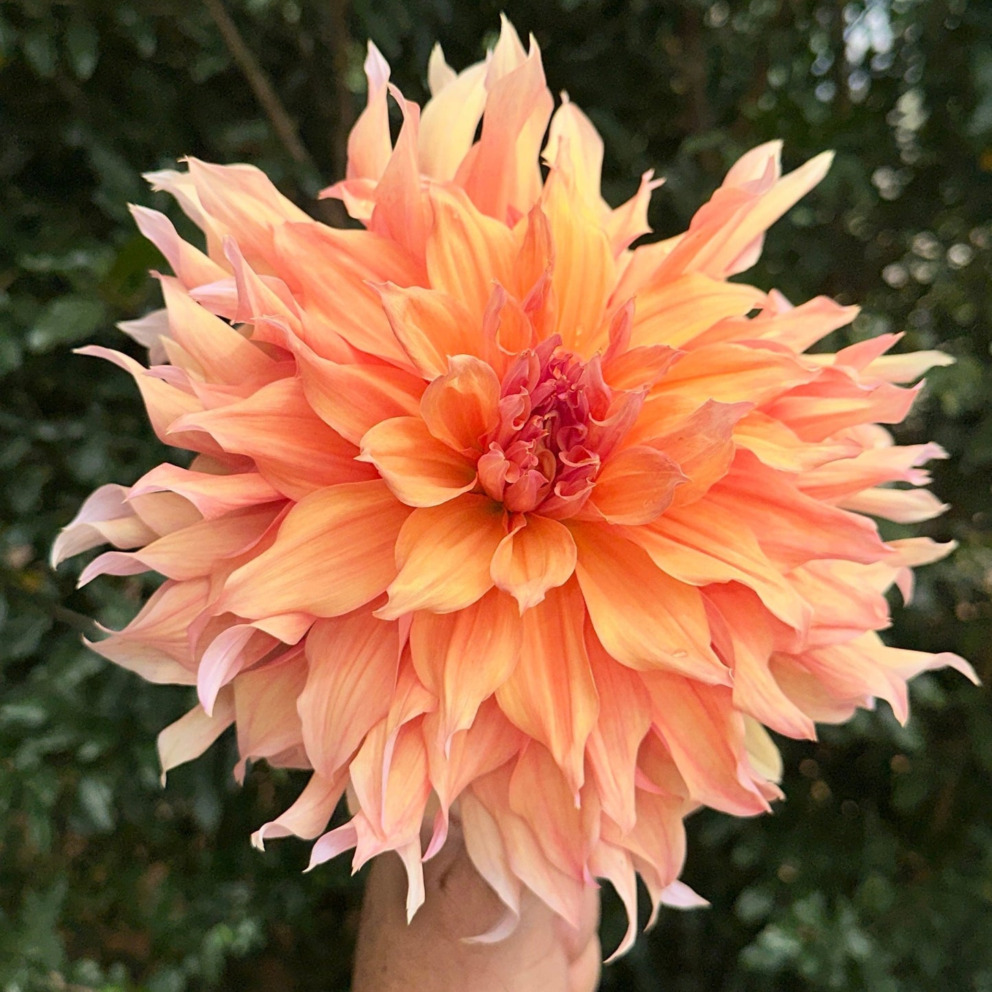 Mango Madness Dahlia Tuber - Love Dahlias - south - africa - flower - bulbs