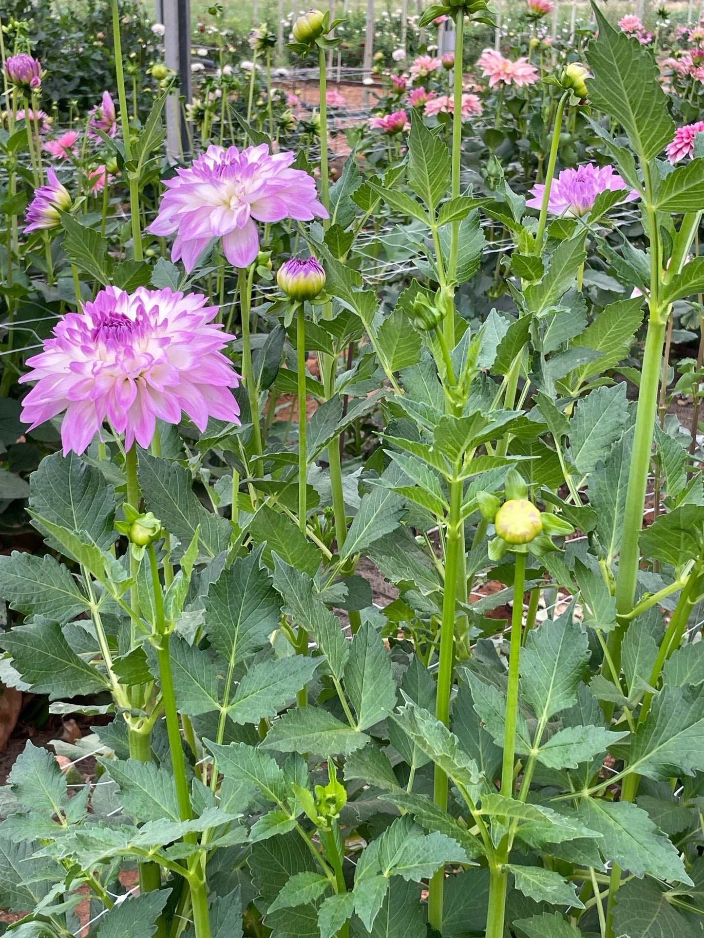 Mikayla Miranda Dahlia Tuber - Love Dahlias - south - africa - flower - bulbs