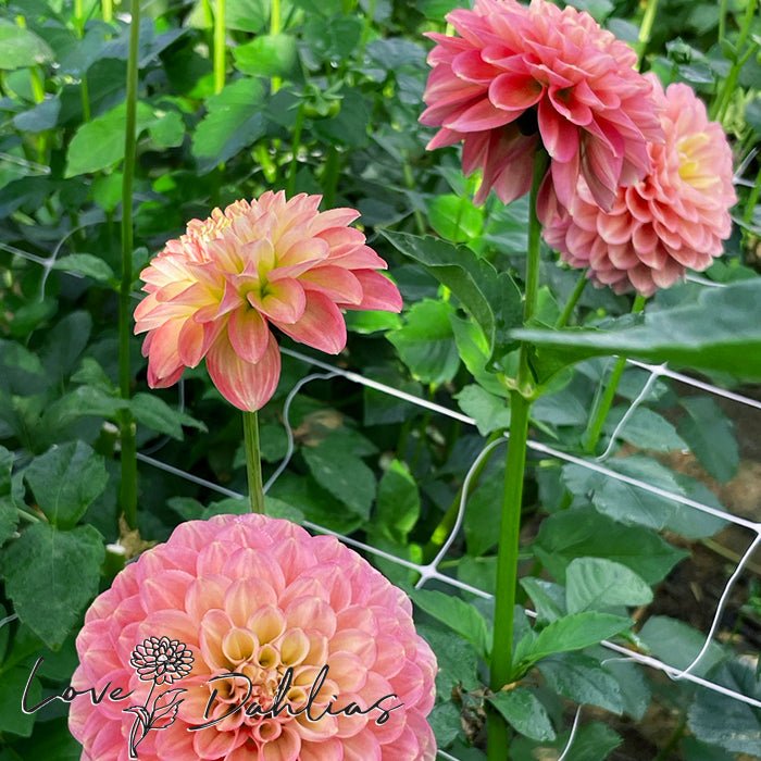 Milena Fleur Dahlia Tuber - Love Dahlias - south - africa - flower - bulbs