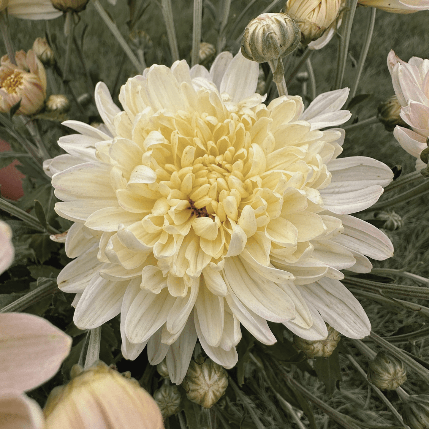 Miss Foley Heirloom Chrysanthemum | South Africa - Love Dahlias - south - africa - flower - bulbs