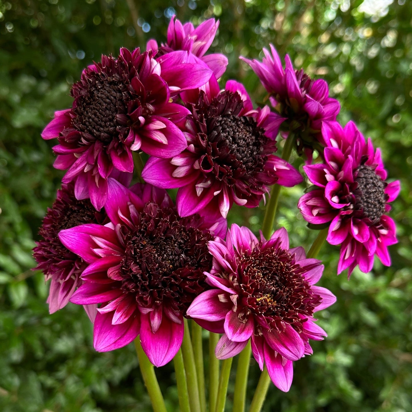 Misses Amy Dahlia Tuber - Love Dahlias - south - africa - flower - bulbs