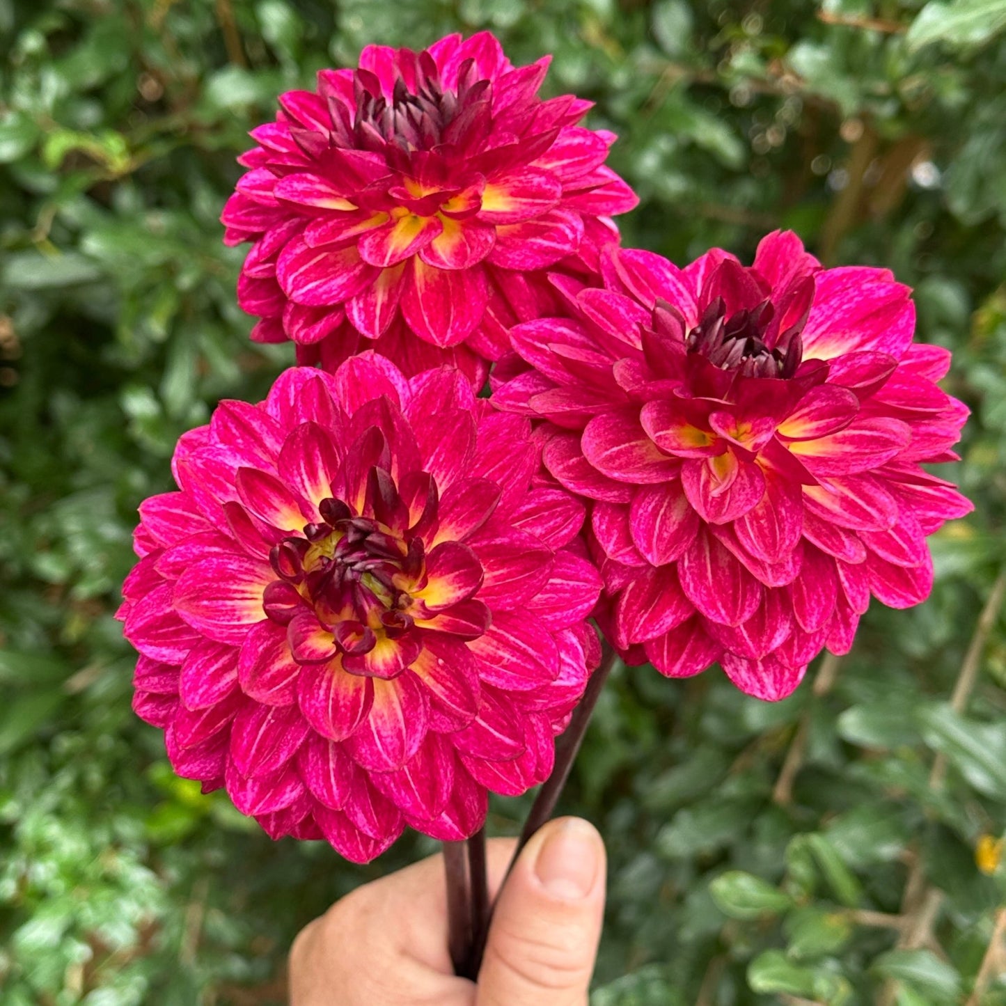 Muchacha Dahlia Tuber - Love Dahlias - south - africa - flower - bulbs