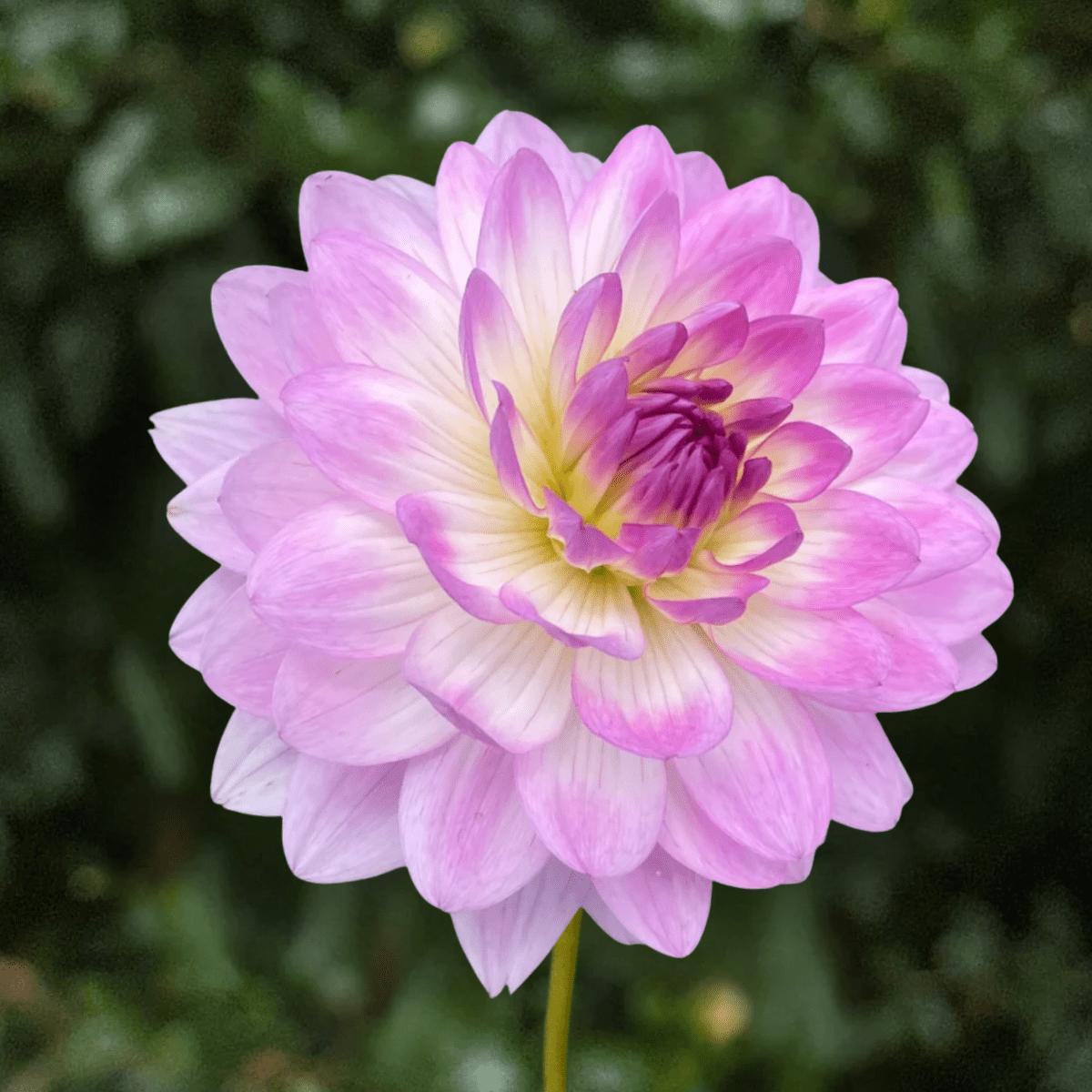 Nepos Dahlia Tuber | South Africa - Love Dahlias-#south#-#africa#-#flower#-#bulbs#