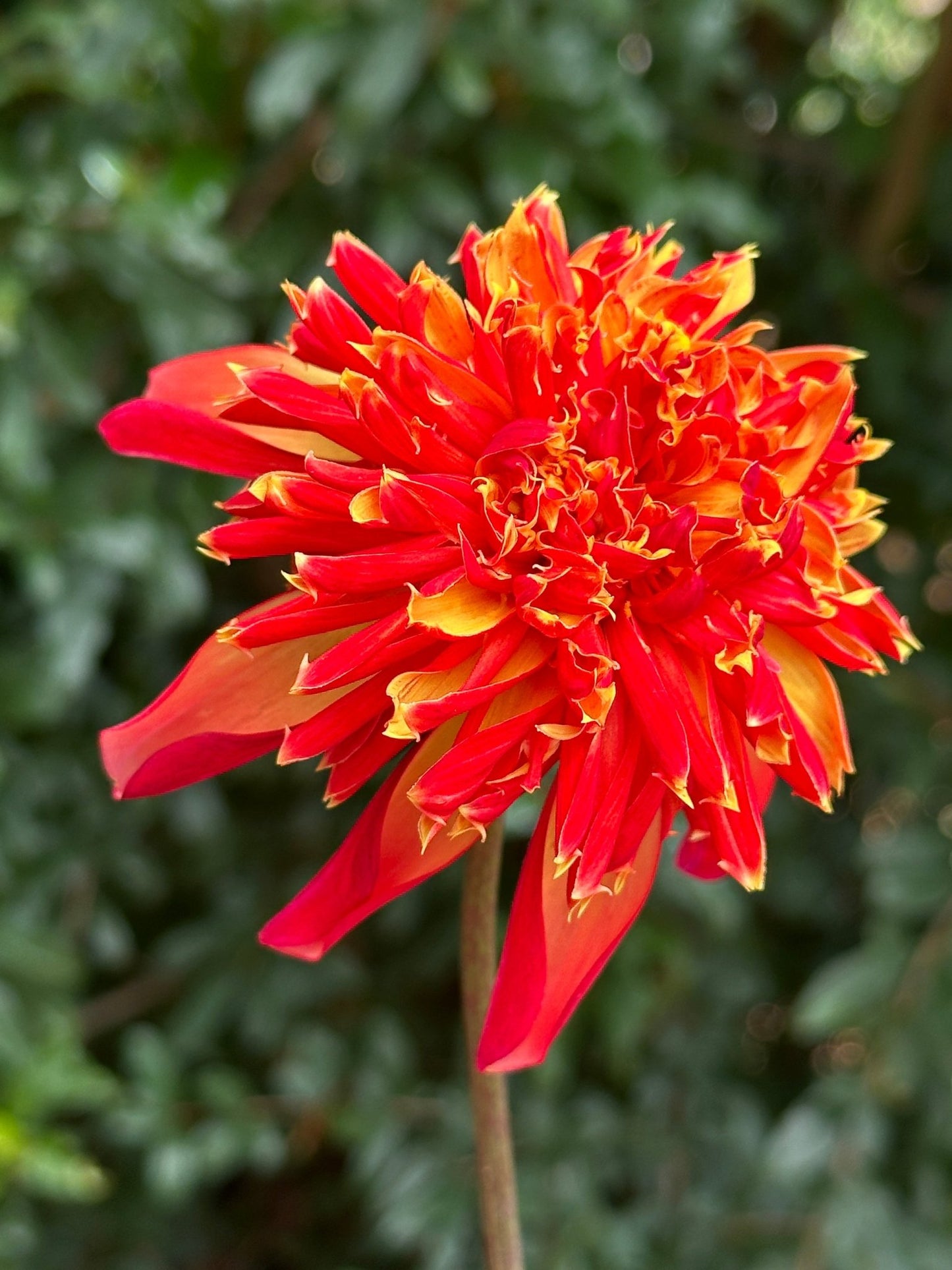 Octopus Sparkle Dahlia Tuber - Love Dahlias - south - africa - flower - bulbs