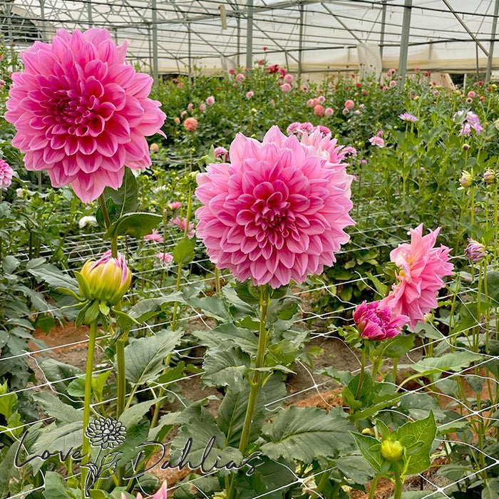Otto's Thrill Dahlia Tuber - Love Dahlias - south - africa - flower - bulbs