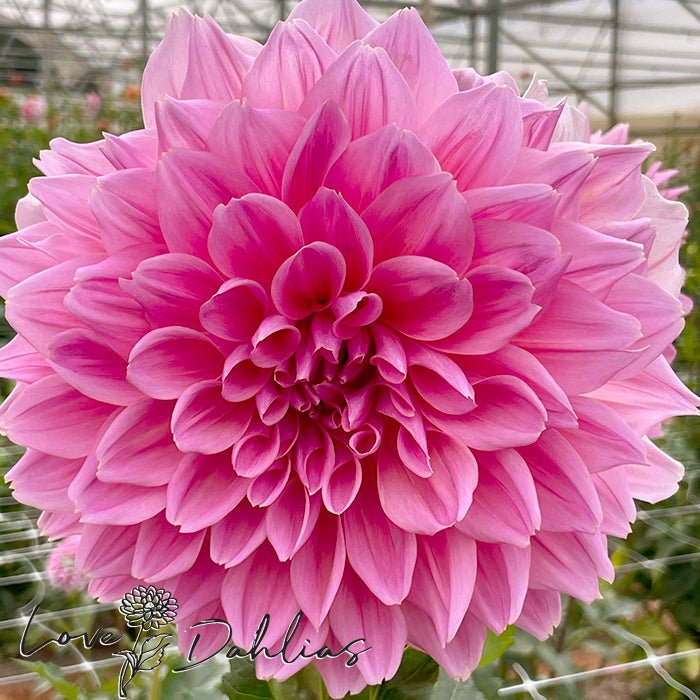 Otto's Thrill Dahlia Tuber | South Africa – Love Dahlias