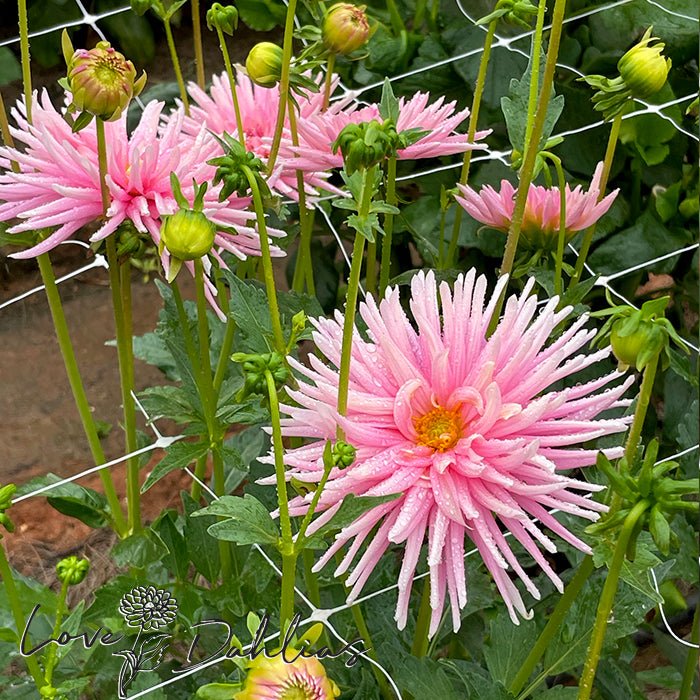 Park Princess Dahlia Tuber - Love Dahlias - south - africa - flower - bulbs