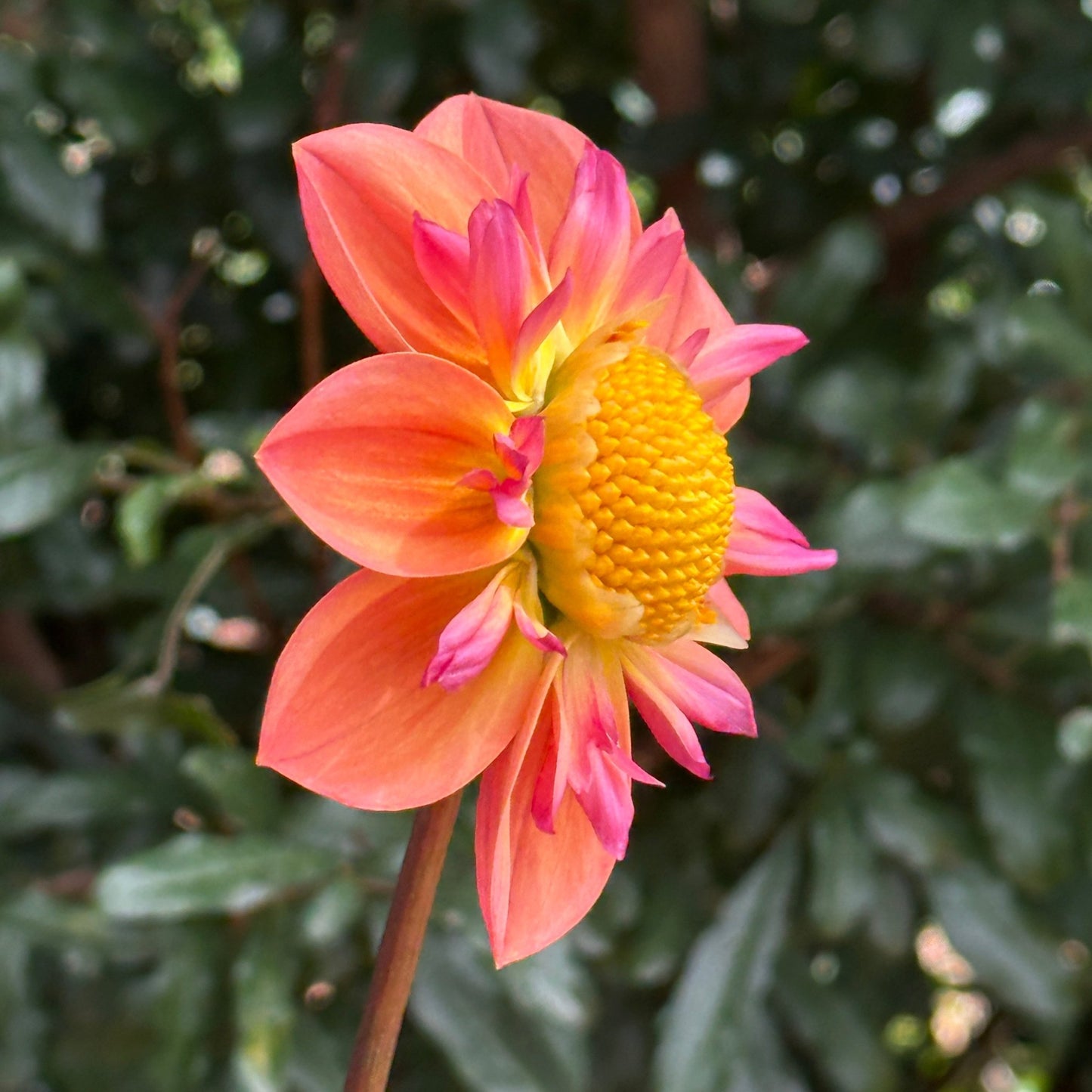 Pina's Apricot Dahlia (Limit 1 p.p) - Love Dahlias - south - africa - flower - bulbs