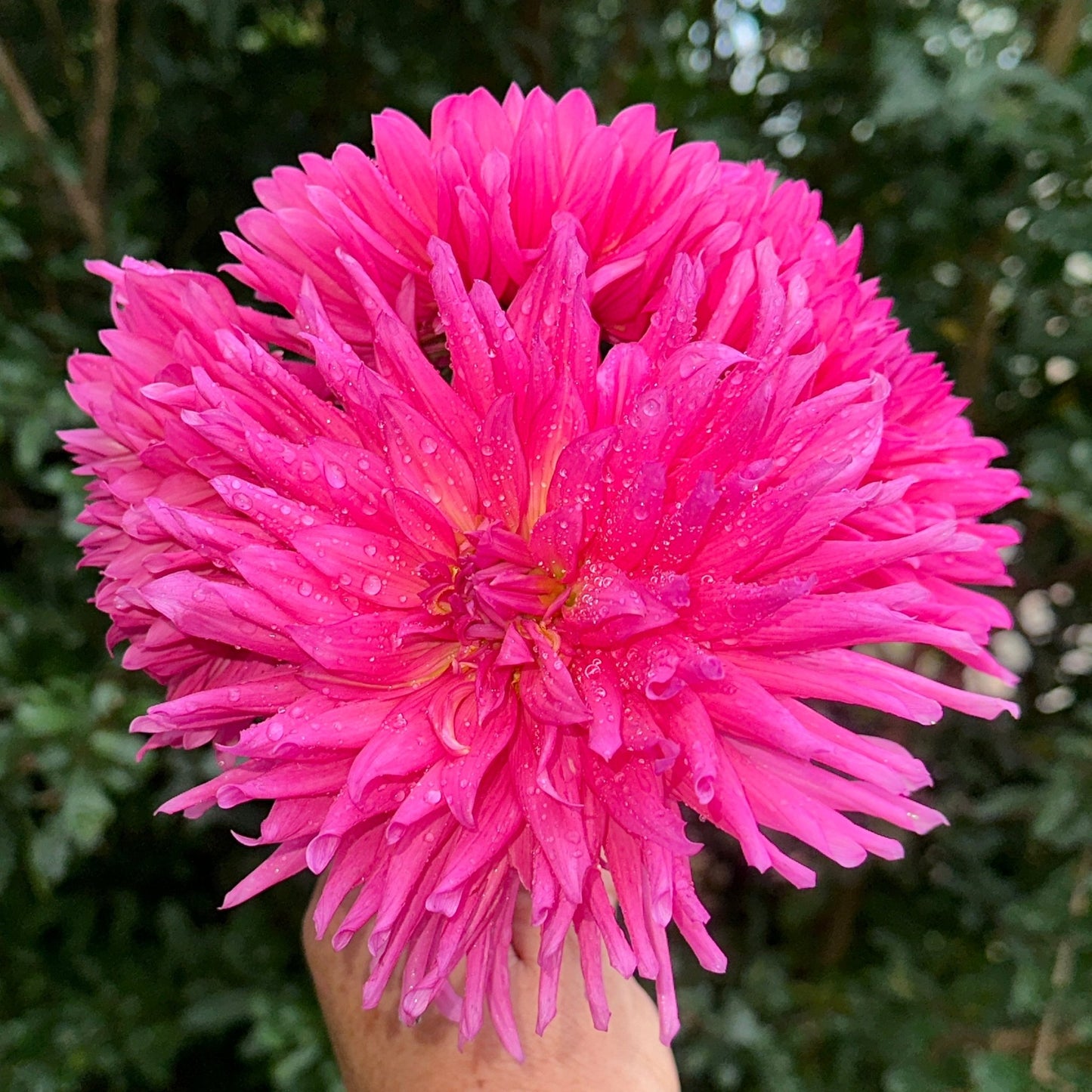 Purple Gem Dahlia Tuber - Love Dahlias - south - africa - flower - bulbs