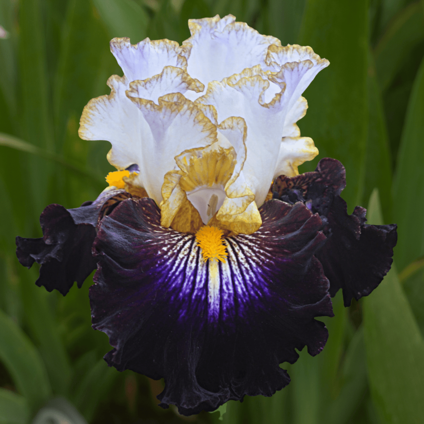 Reckless Child Bearded Iris (Coming in 2028) - Love Dahlias - south - africa - flower - bulbs